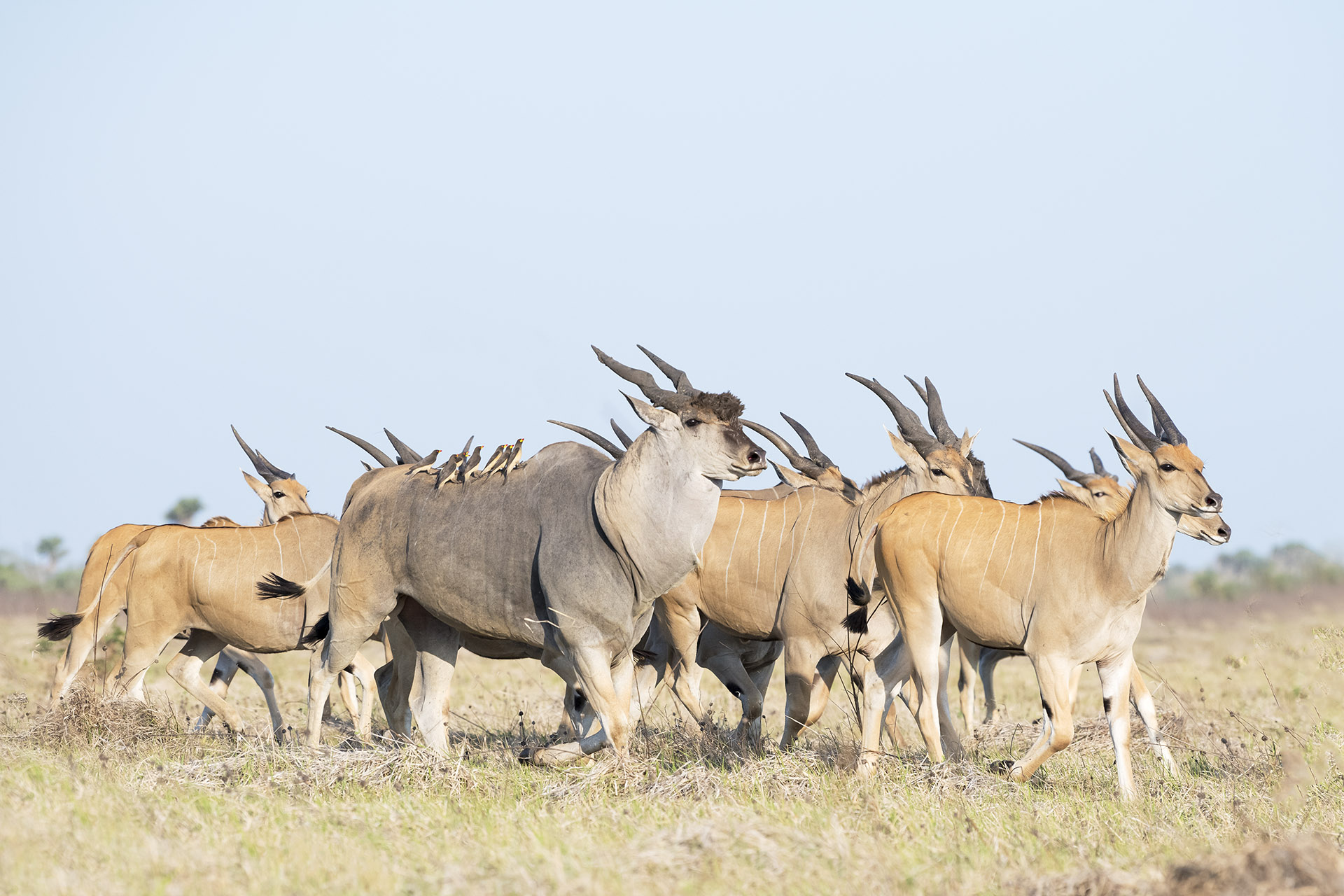 Livingstons-Eland-species-zambeze-delta-safaris-coutada-11-africa