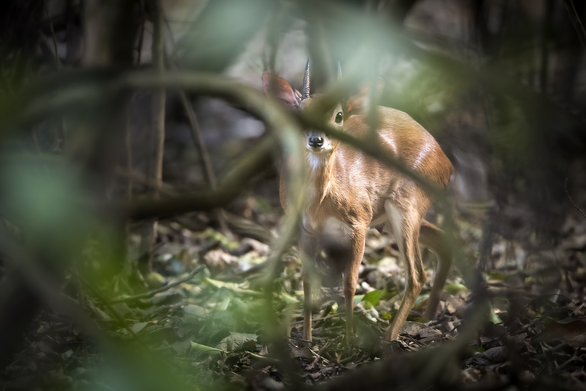 Livingstons-Suni-species-zambeze-delta-safaris-coutada-11-africa