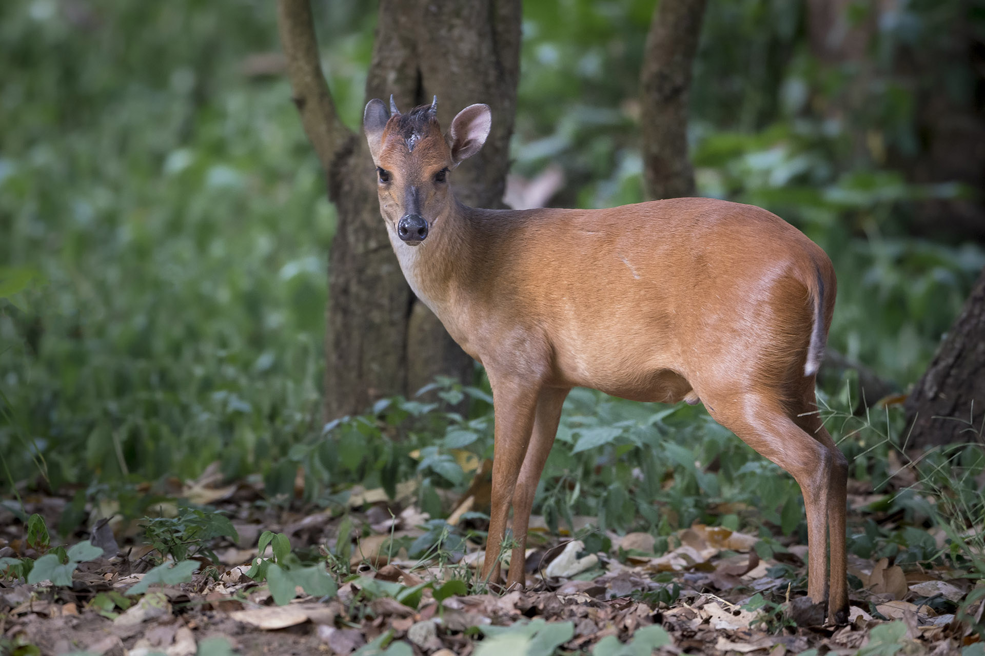 Red-Duiker-species-zambeze-delta-safaris-coutada-11-africa