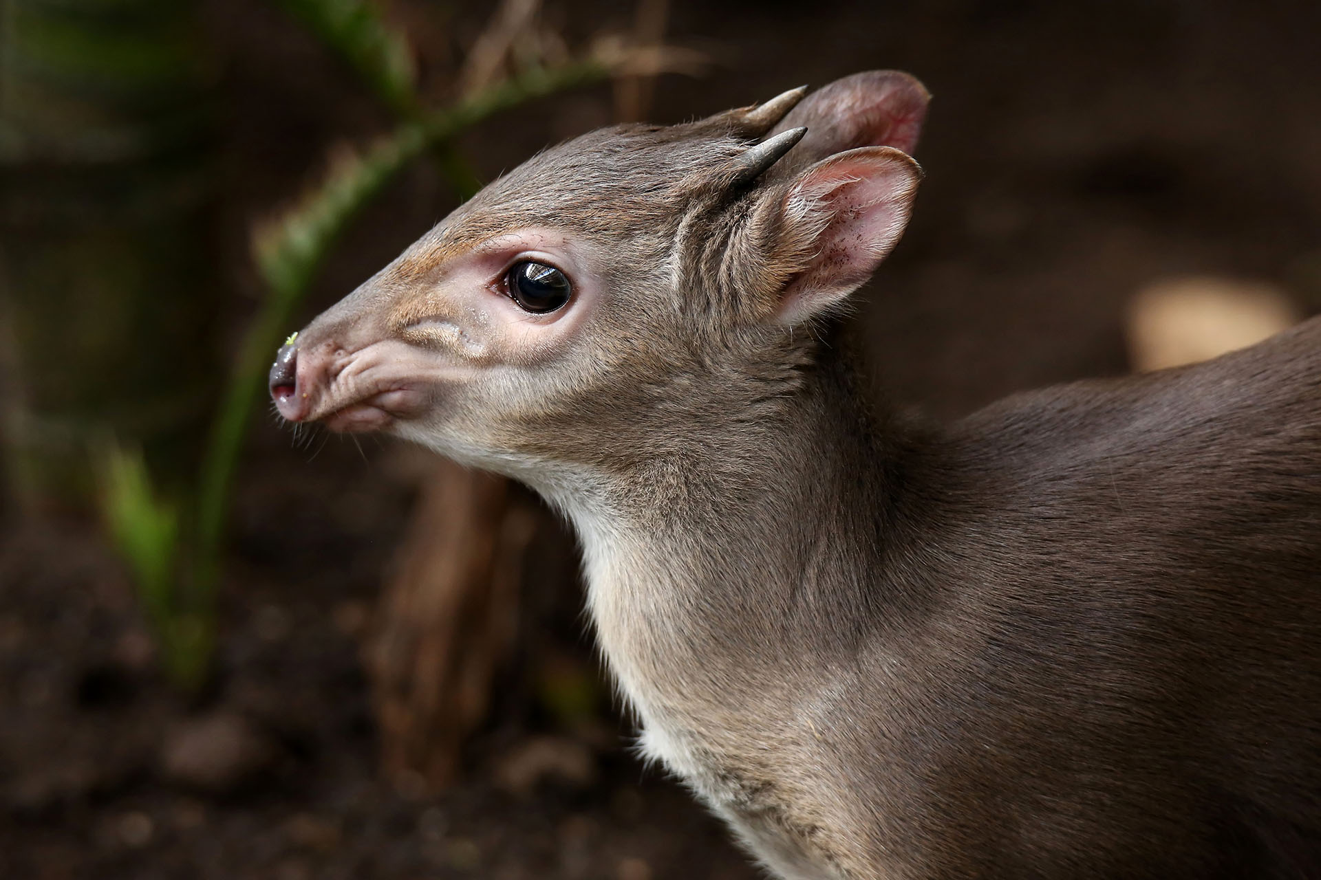 Blue Duiker - ZAMBEZE-DELTA-SAFARIS-coutada-coutadis-11-big-game-hunters-hunting-concessions