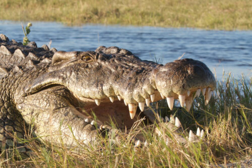 crocodile-ZAMBEZE-DELTA-SAFARIS-coutada-coutadis-11-big-game-hunters-hunting-concessions-croc