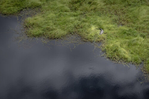 crocodile-species-zambeze-delta-safaris-coutada-11-africa
