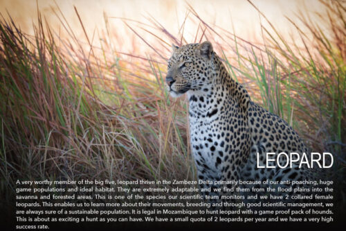 leopard-species-zambeze-delta-safaris-coutada-11
