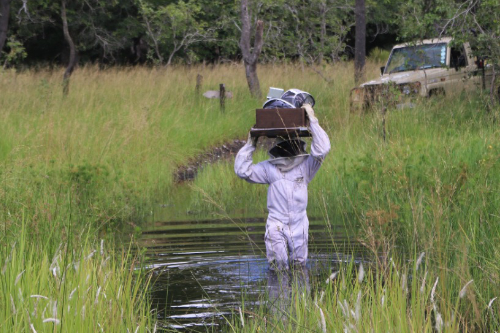 Zambeze Delta Safaris Community Project Beekeeping