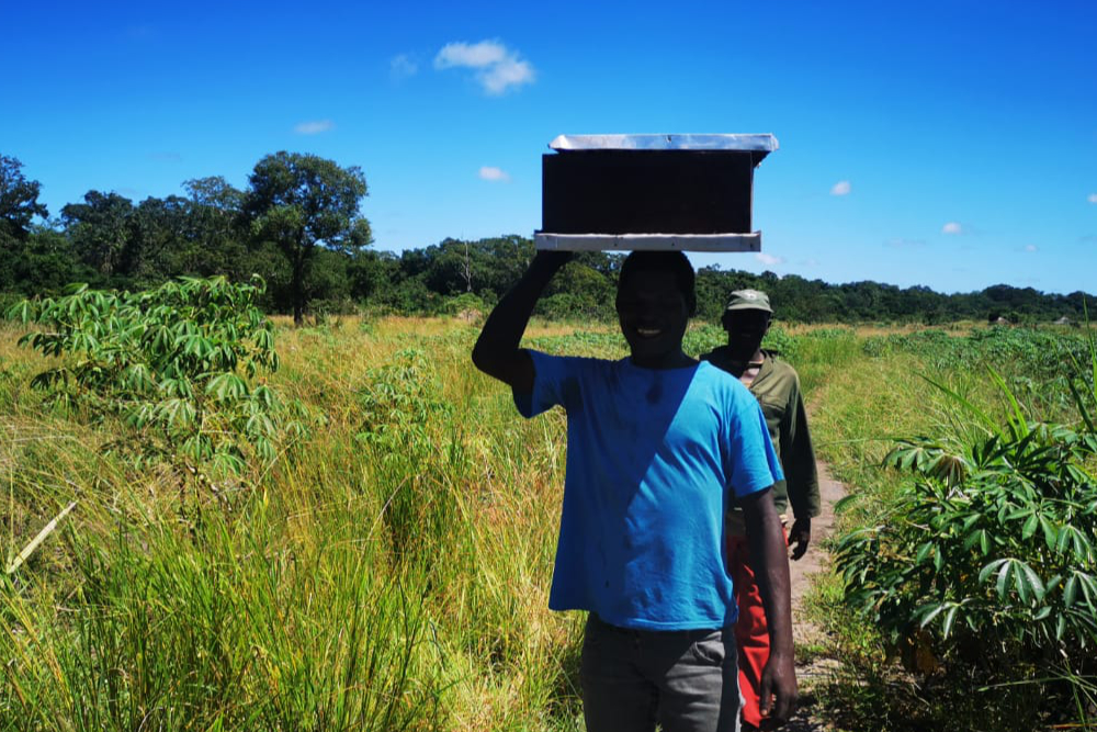 Zambeze Delta Safaris Community Project BeekeepingZambeze Delta Safaris Community Project Beekeeping
