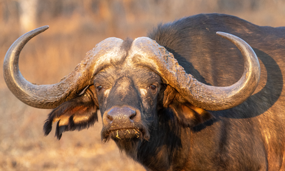 Massingir Private Reserve Blog Zambeze Delta Safaris