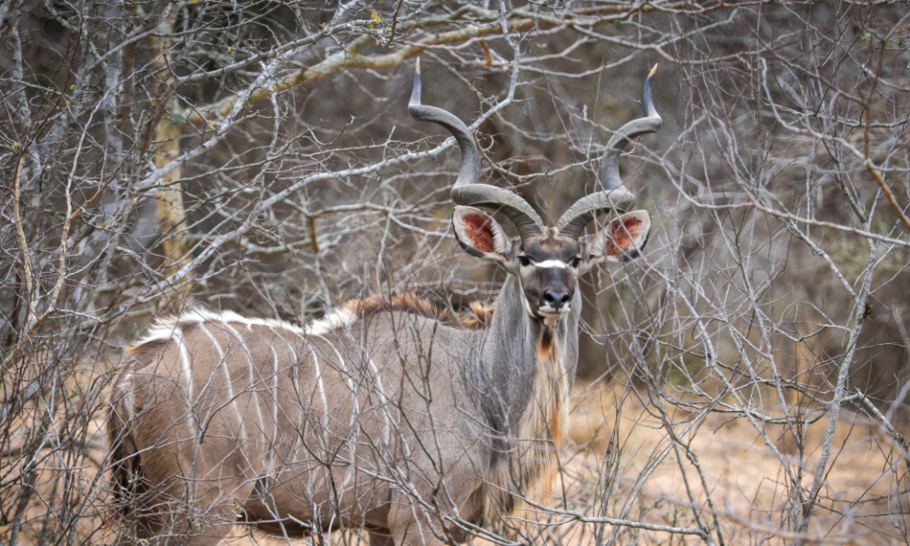 Massingir Private Reserve Blog Zambeze Delta Safaris