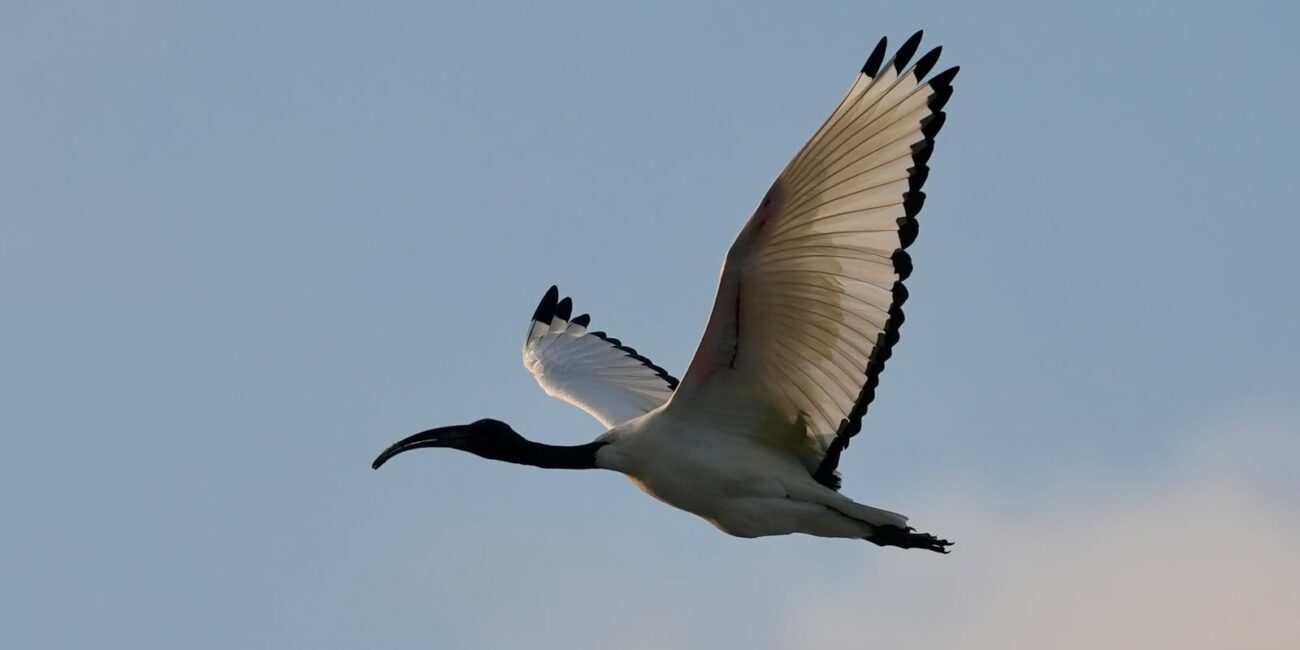 Zambeze Delta Safaris Vilanculos
