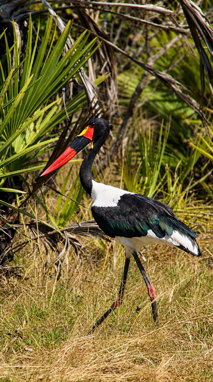 Zambeze Delta Safaris Birding